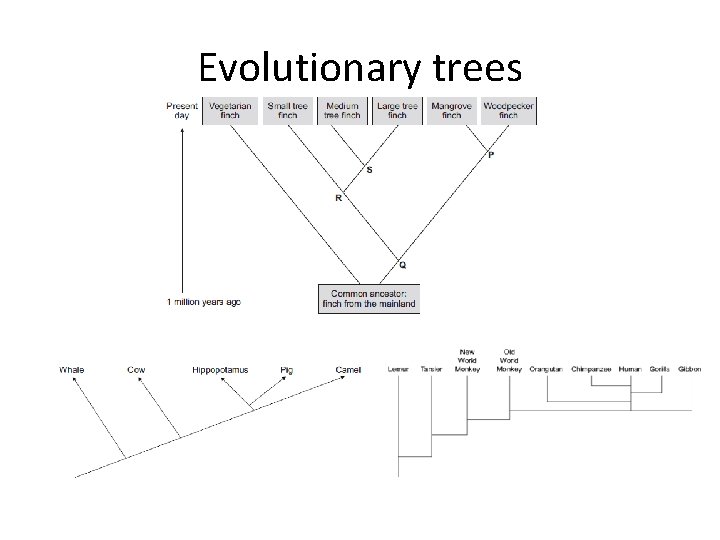 Evolutionary trees 