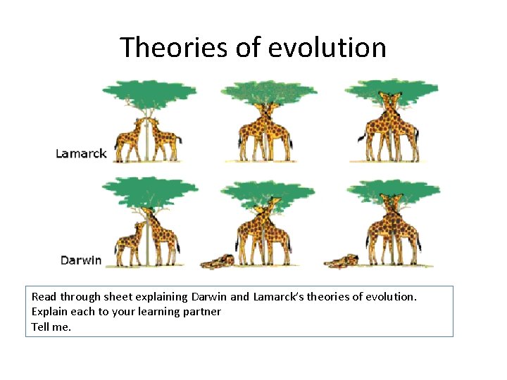 Theories of evolution Read through sheet explaining Darwin and Lamarck’s theories of evolution. Explain