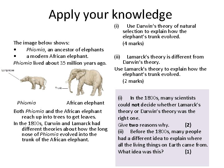 Apply your knowledge The image below shows: • Phiomia, an ancestor of elephants •