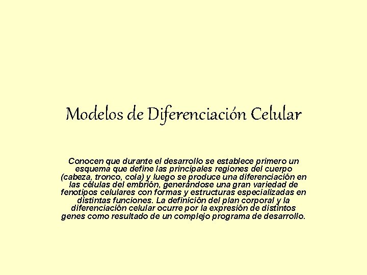 Modelos de Diferenciación Celular Conocen que durante el desarrollo se establece primero un esquema