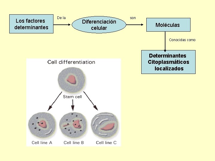 Los factores determinantes De la Diferenciación celular son Moléculas Conocidas como Determinantes Citoplasmáticos localizados