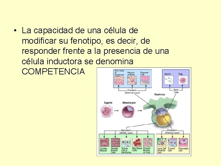  • La capacidad de una célula de modificar su fenotipo, es decir, de