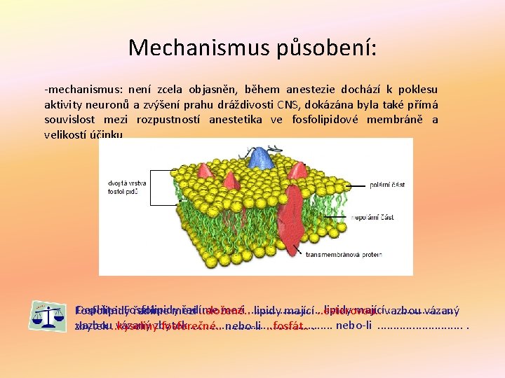 Mechanismus působení: -mechanismus: není zcela objasněn, během anestezie dochází k poklesu aktivity neuronů a