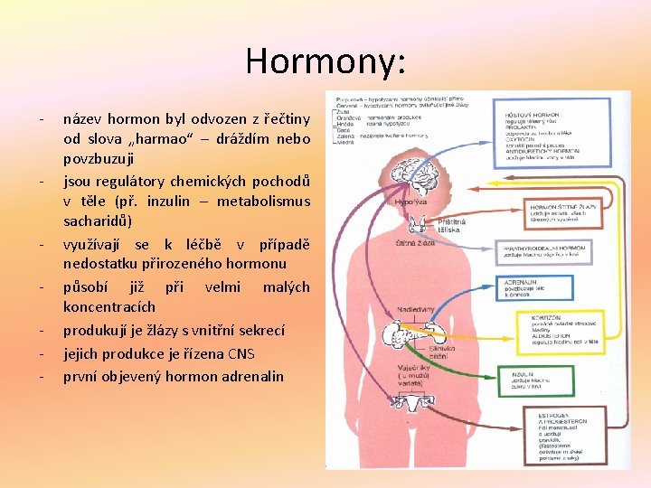 Hormony: - - - název hormon byl odvozen z řečtiny od slova „harmao“ –