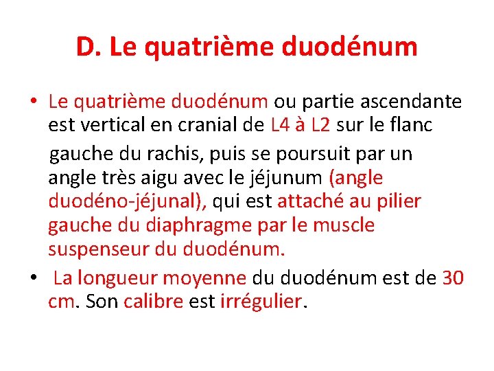D. Le quatrième duodénum • Le quatrième duodénum ou partie ascendante est vertical en