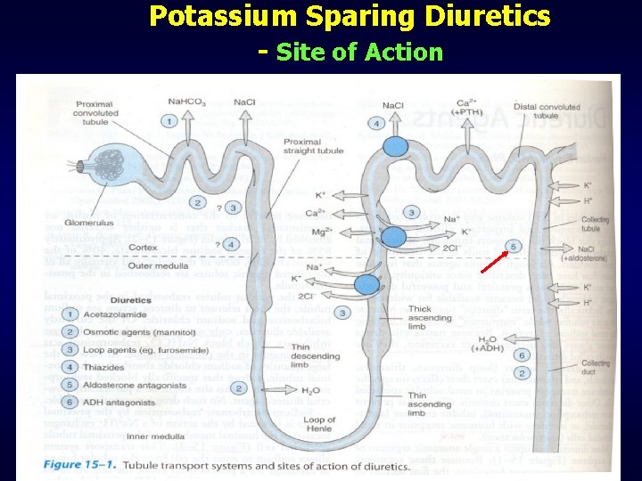 Potassium Sparing Diuretics - Site of Action 