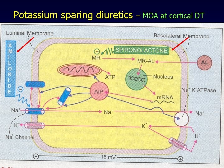 Potassium sparing diuretics – MOA at cortical DT 