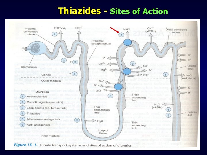 Thiazides - Sites of Action 