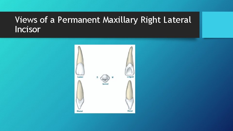 Views of a Permanent Maxillary Right Lateral Incisor 