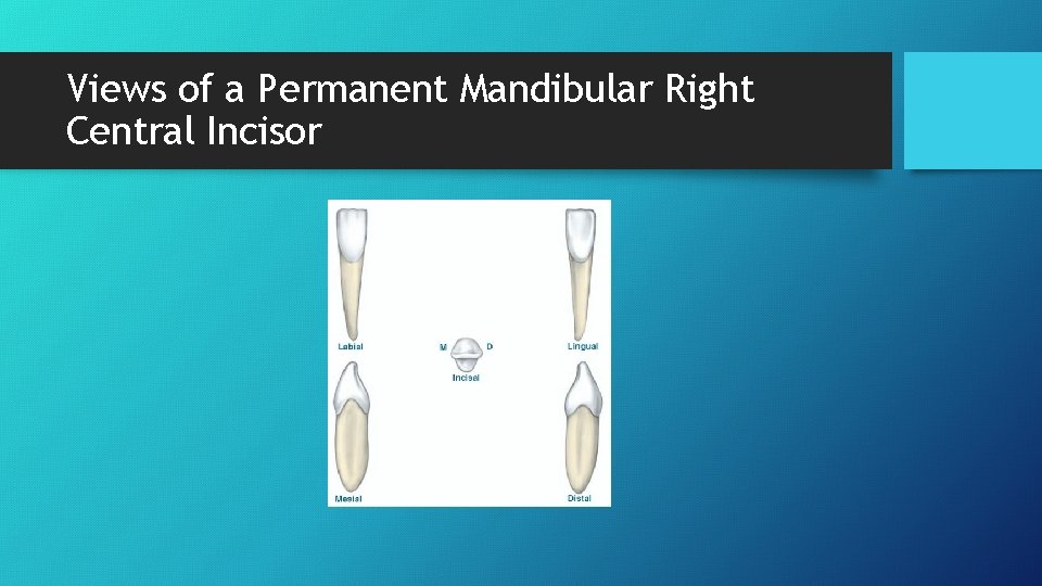 Views of a Permanent Mandibular Right Central Incisor 