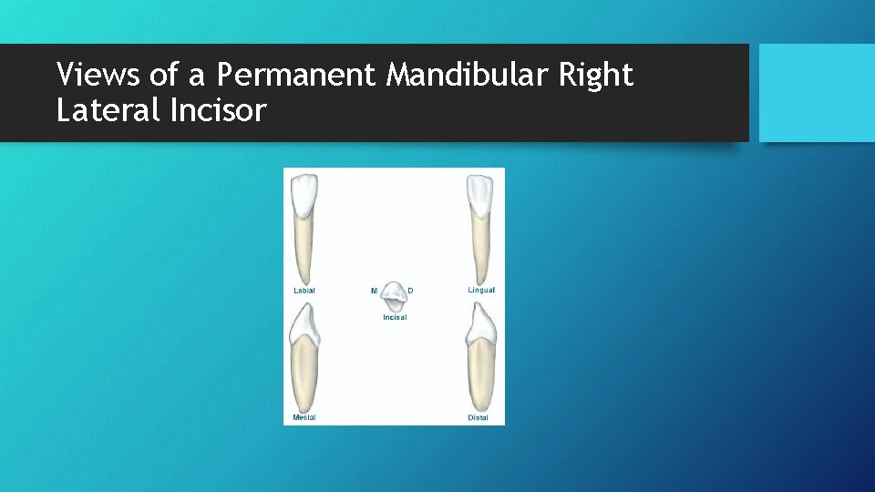 Views of a Permanent Mandibular Right Lateral Incisor 