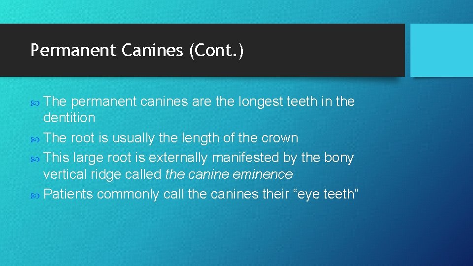 Permanent Canines (Cont. ) The permanent canines are the longest teeth in the dentition