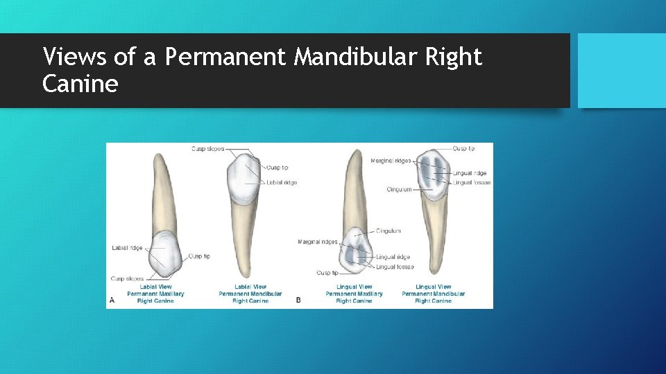 Views of a Permanent Mandibular Right Canine 