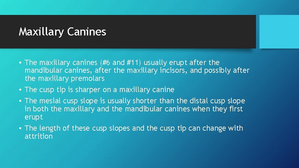 Maxillary Canines • The maxillary canines (#6 and #11) usually erupt after the mandibular
