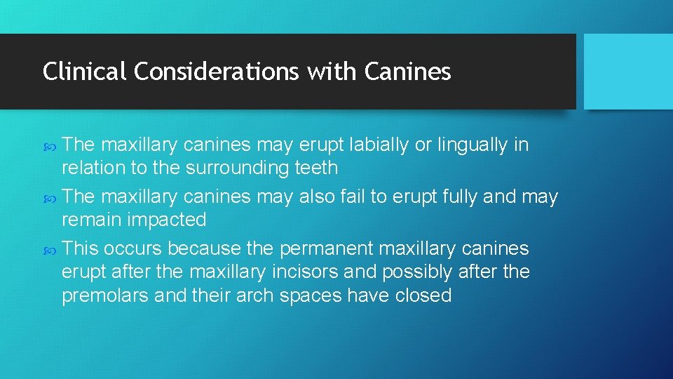 Clinical Considerations with Canines The maxillary canines may erupt labially or lingually in relation