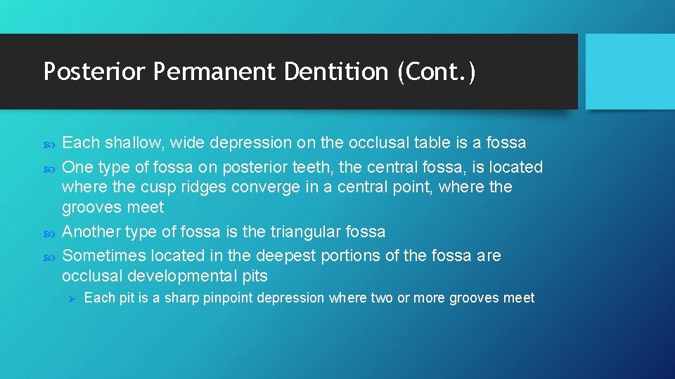 Posterior Permanent Dentition (Cont. ) Each shallow, wide depression on the occlusal table is