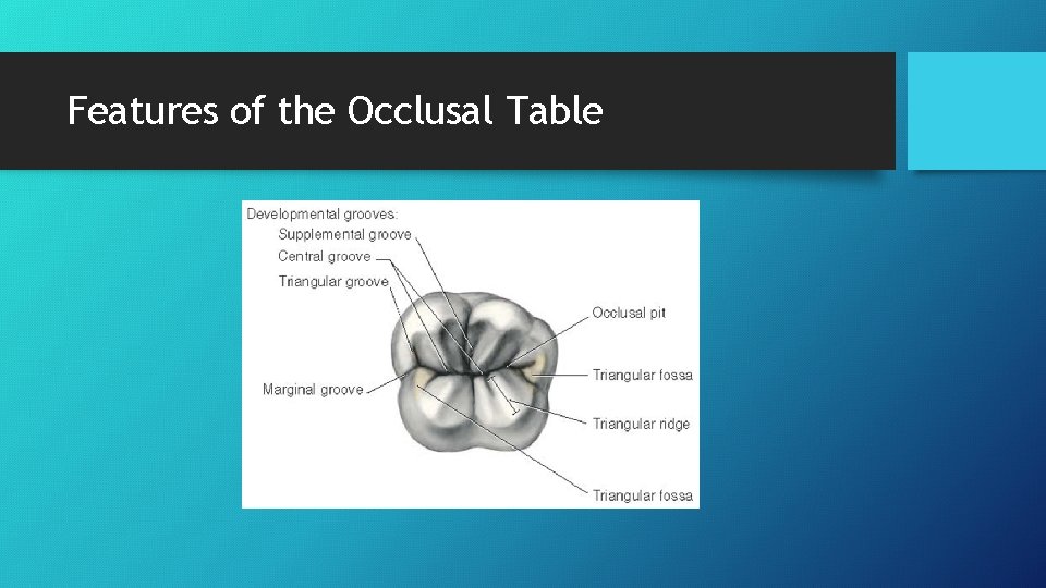 Features of the Occlusal Table 