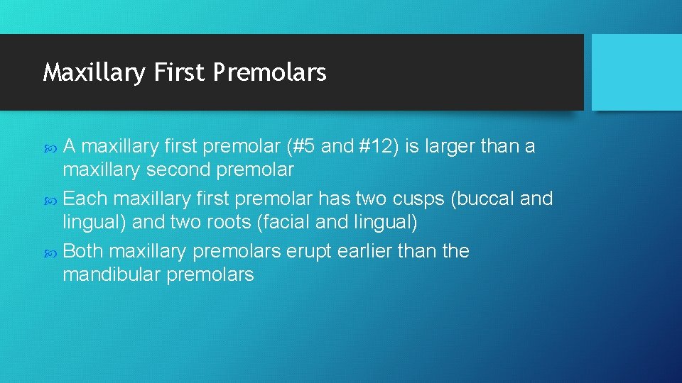 Maxillary First Premolars A maxillary first premolar (#5 and #12) is larger than a