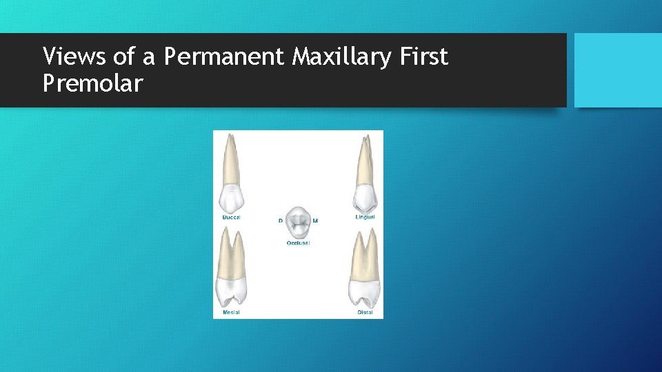 Views of a Permanent Maxillary First Premolar 