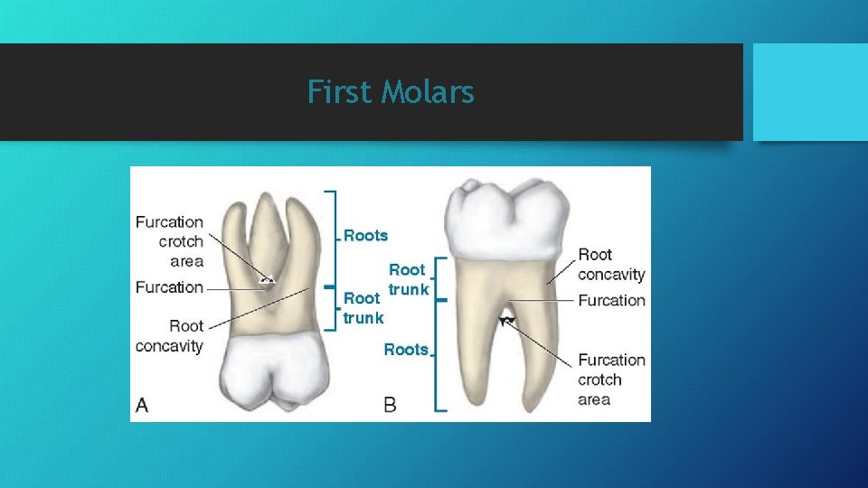 First Molars 