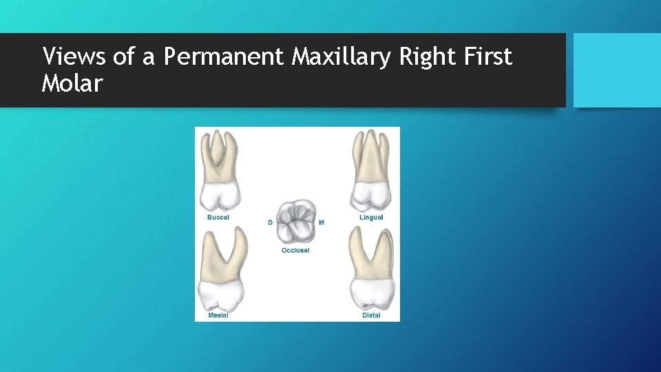 Views of a Permanent Maxillary Right First Molar 