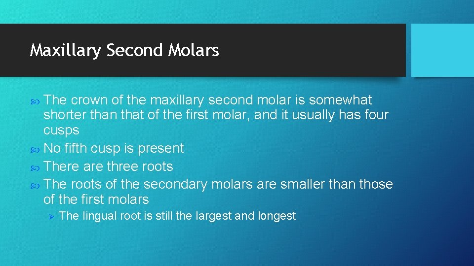 Maxillary Second Molars The crown of the maxillary second molar is somewhat shorter than