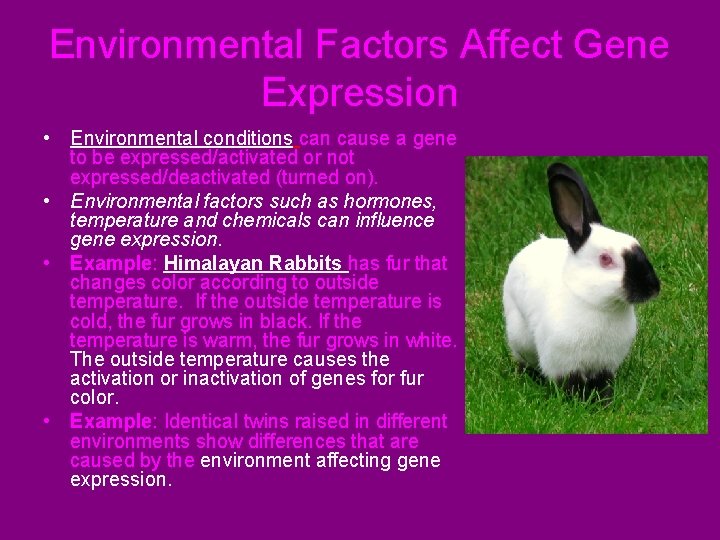 Environmental Factors Affect Gene Expression • Environmental conditions can cause a gene to be