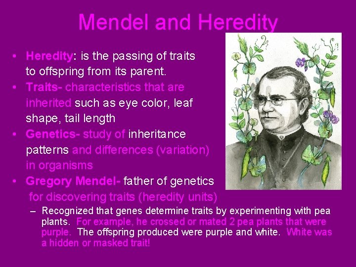 Mendel and Heredity • Heredity: is the passing of traits to offspring from its