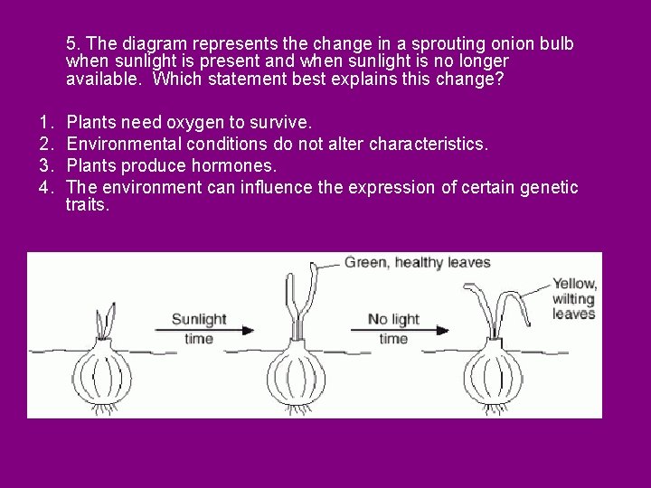 5. The diagram represents the change in a sprouting onion bulb when sunlight is