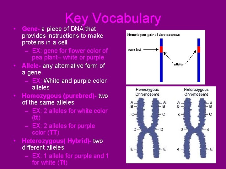 Key Vocabulary • Gene- a piece of DNA that provides instructions to make proteins