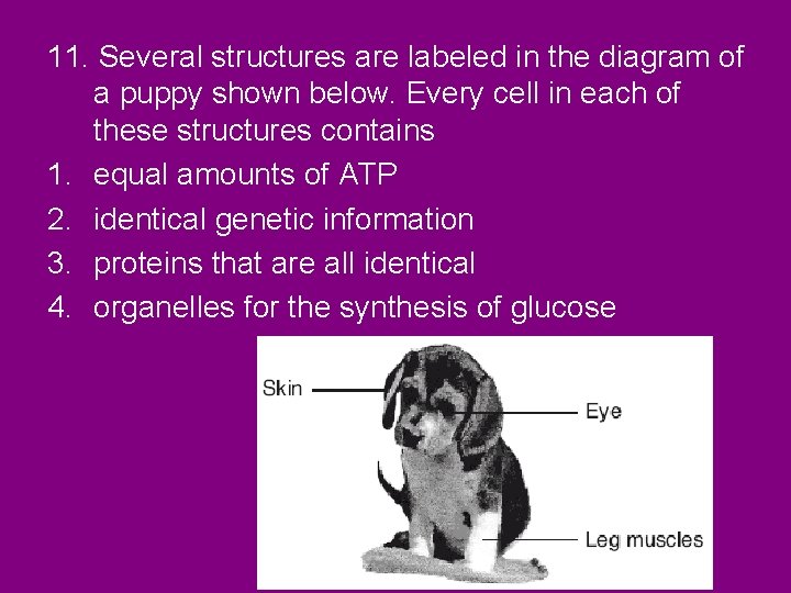 11. Several structures are labeled in the diagram of a puppy shown below. Every
