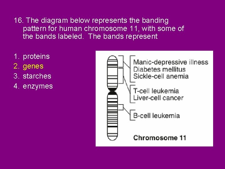 16. The diagram below represents the banding pattern for human chromosome 11, with some