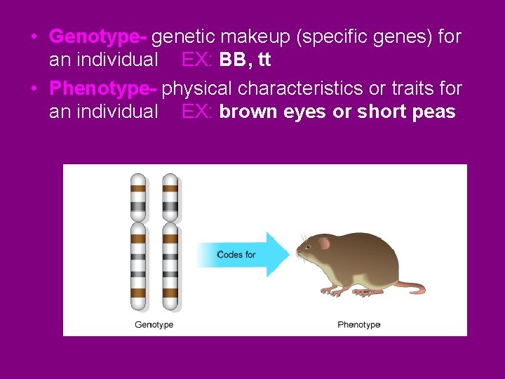  • Genotype- genetic makeup (specific genes) for an individual EX: BB, tt •