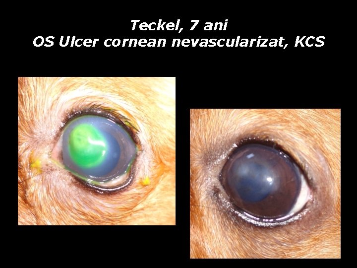 Teckel, 7 ani OS Ulcer cornean nevascularizat, KCS Teckel, 7 ani OS Ulcer cornean nevascularizat, KCS