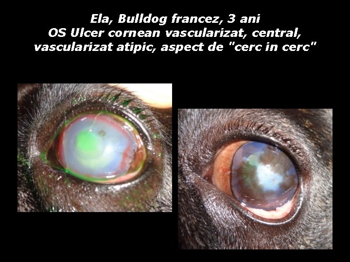 Ela, Bulldog francez, 3 ani OS Ulcer cornean vascularizat, central, vascularizat atipic, aspect de Ela, Bulldog francez, 3 ani OS Ulcer cornean vascularizat, central, vascularizat atipic, aspect de