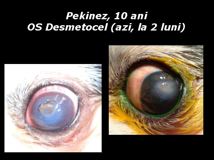 Pekinez, 10 ani OS Desmetocel (azi, la 2 luni) Pekinez, 10 ani OS Desmetocel (azi, la 2 luni)