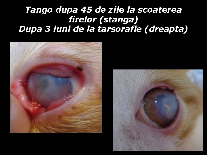 Tango dupa 45 de zile la scoaterea firelor (stanga) Dupa 3 luni de la Tango dupa 45 de zile la scoaterea firelor (stanga) Dupa 3 luni de la