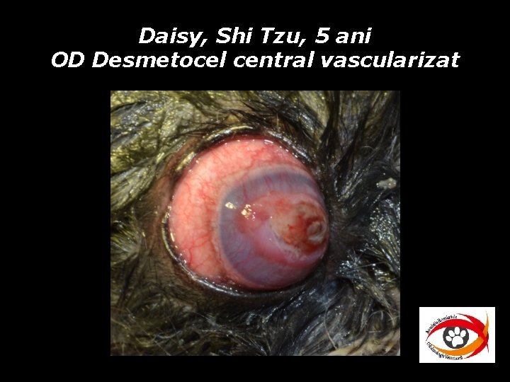 Daisy, Shi Tzu, 5 ani OD Desmetocel central vascularizat Daisy, Shi Tzu, 5 ani OD Desmetocel central vascularizat