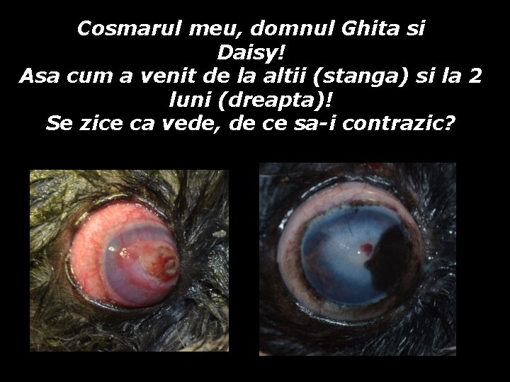 Cosmarul meu, domnul Ghita si Daisy! Asa cum a venit de la altii (stanga) Cosmarul meu, domnul Ghita si Daisy! Asa cum a venit de la altii (stanga)