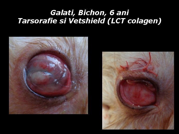 Galati, Bichon, 6 ani Tarsorafie si Vetshield (LCT colagen) Galati, Bichon, 6 ani Tarsorafie si Vetshield (LCT colagen)