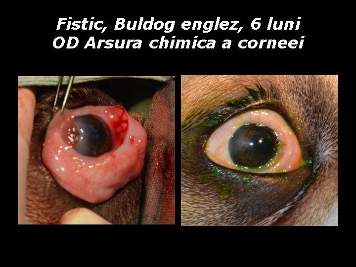 Fistic, Buldog englez, 6 luni OD Arsura chimica a corneei Fistic, Buldog englez, 6 luni OD Arsura chimica a corneei