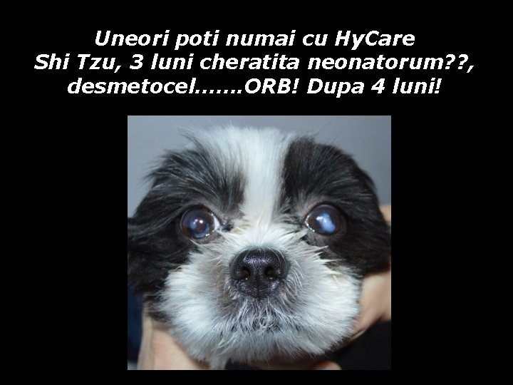 Uneori poti numai cu Hy. Care Shi Tzu, 3 luni cheratita neonatorum? ? , Uneori poti numai cu Hy. Care Shi Tzu, 3 luni cheratita neonatorum? ? ,