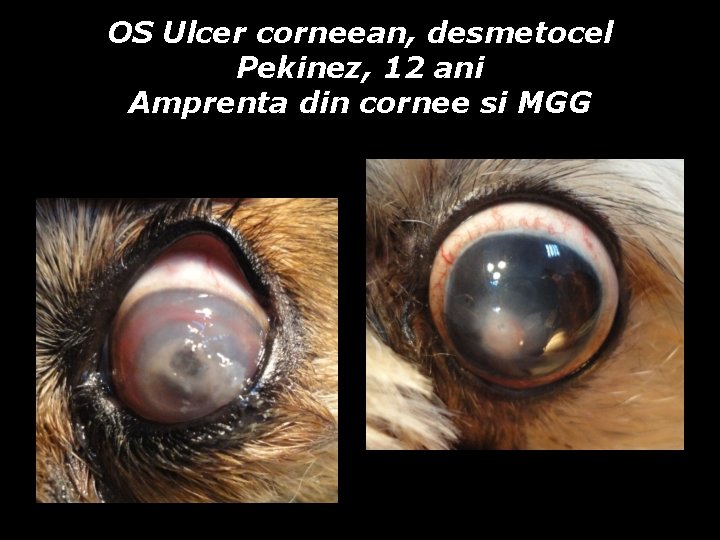 OS Ulcer corneean, desmetocel Pekinez, 12 ani Amprenta din cornee si MGG OS Ulcer corneean, desmetocel Pekinez, 12 ani Amprenta din cornee si MGG