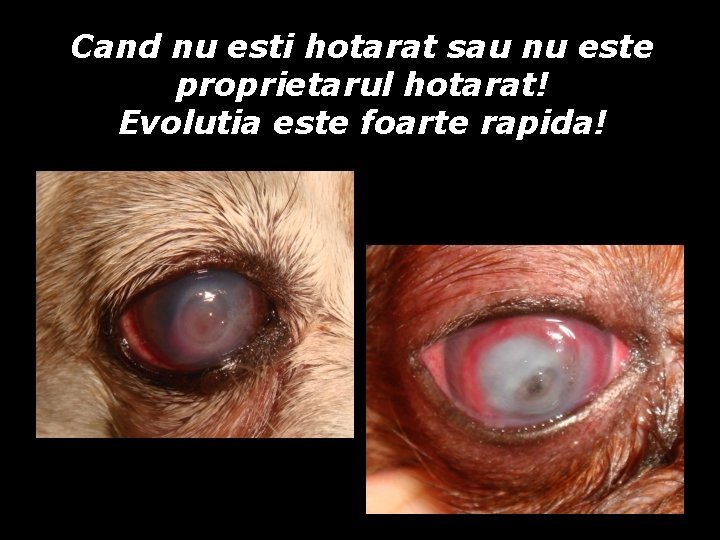 Cand nu esti hotarat sau nu este proprietarul hotarat! Evolutia este foarte rapida! Cand nu esti hotarat sau nu este proprietarul hotarat! Evolutia este foarte rapida!