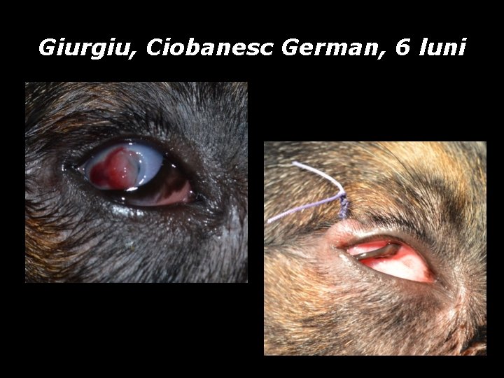 Giurgiu, Ciobanesc German, 6 luni Giurgiu, Ciobanesc German, 6 luni