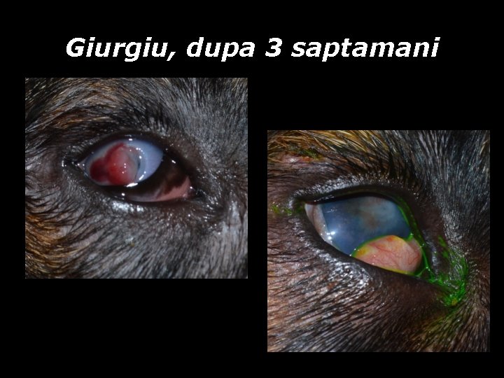 Giurgiu, dupa 3 saptamani Giurgiu, dupa 3 saptamani