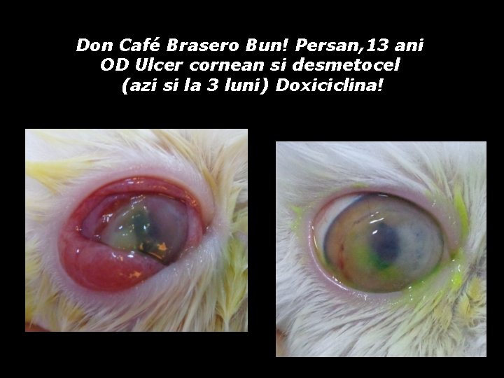 Don Café Brasero Bun! Persan, 13 ani OD Ulcer cornean si desmetocel (azi si Don Café Brasero Bun! Persan, 13 ani OD Ulcer cornean si desmetocel (azi si