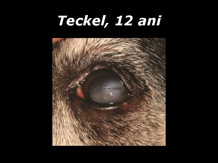 Teckel, 12 ani Teckel, 12 ani