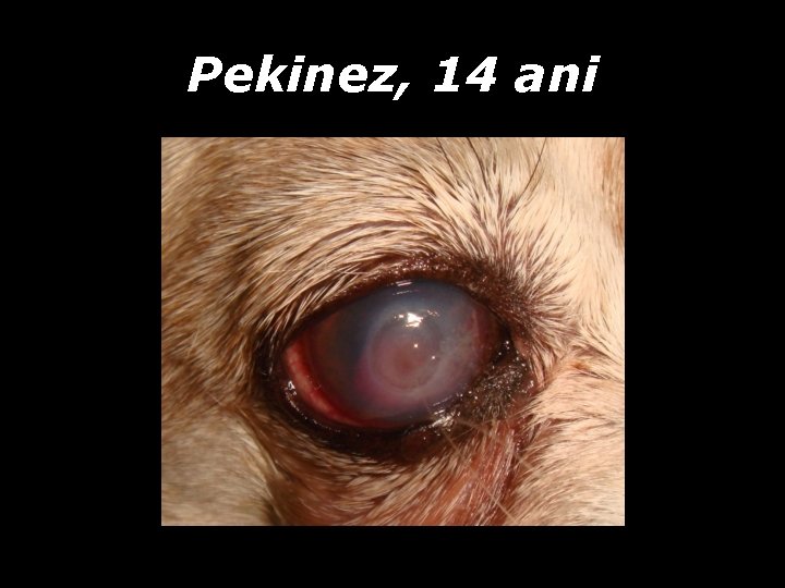Pekinez, 14 ani Pekinez, 14 ani
