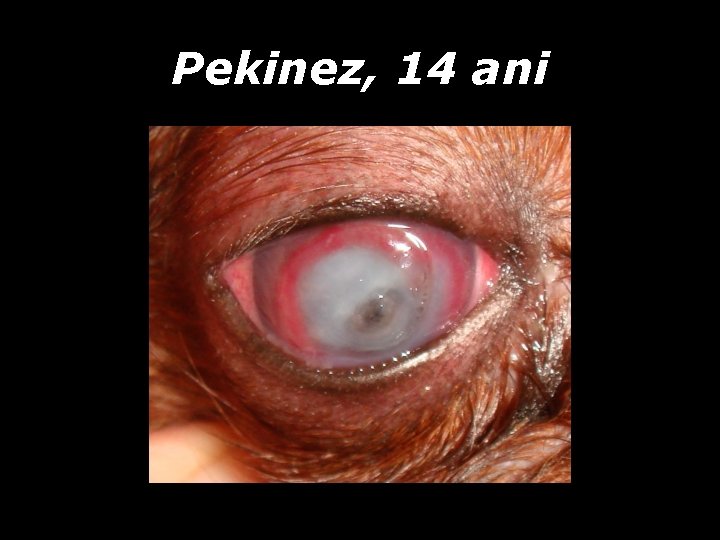 Pekinez, 14 ani Pekinez, 14 ani